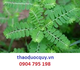 Thuốc nam trị Xơ gan cổ trướng