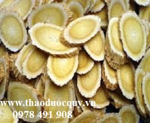 Bài thuốc trị sa trực tràng