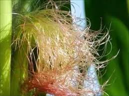 Công dụng tuyệt vời của Râu ngô