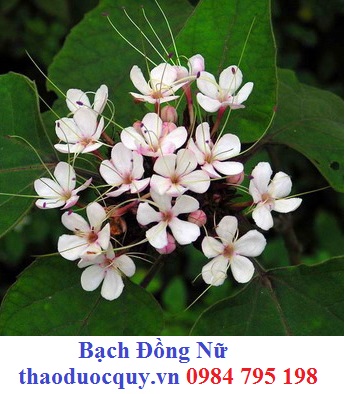 Vậy Trắng
