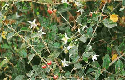 Sử dụng Cà gai leo tăng cường chức năng gan đúng cách