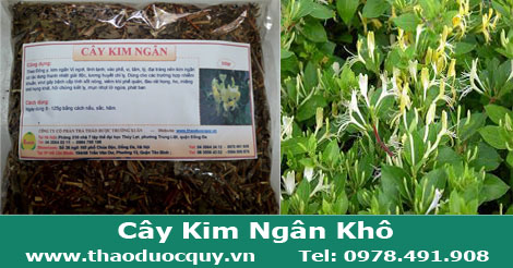 Cây Kim Ngân khô