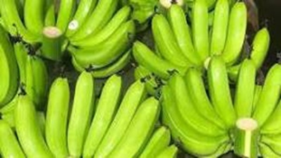 Cách dùng chuối xanh điều trị bệnh viêm loét dạ dày