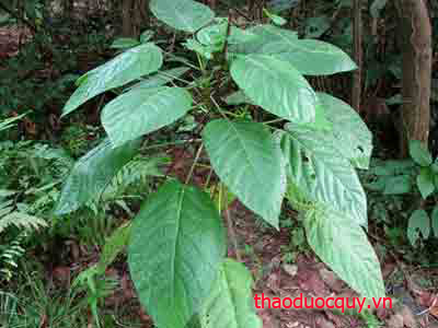 Lộc Nại