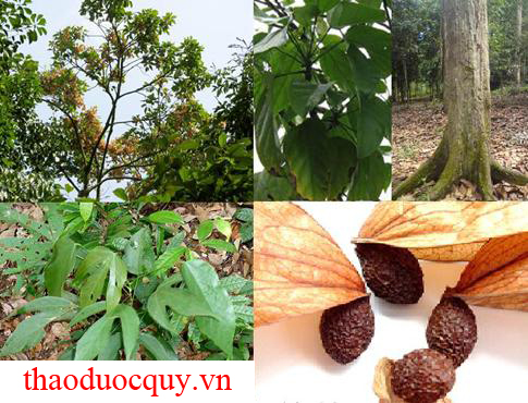 Lười Ươi