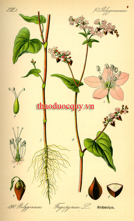 Mạch Ba Góc