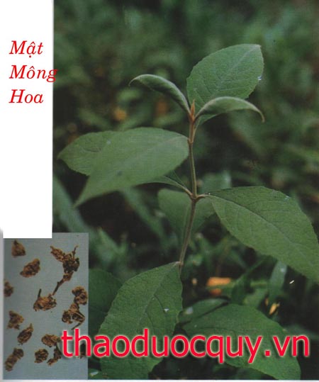 Mật Mông Hoa