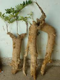 Rễ mật nhân | bá bệnh loại đặc biệt