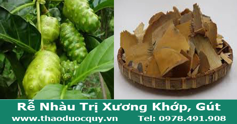 Rễ nhàu - trị đau nhức xương khớp