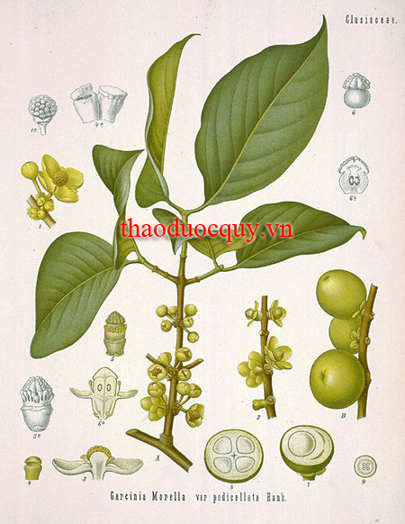 Tai Chua
