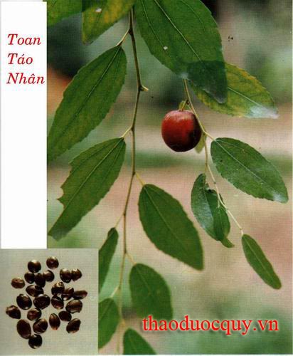 Táo Nhân