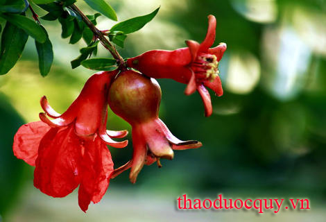 Thạch Lựu
