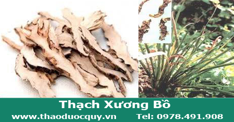 Thạch Xương Bồ