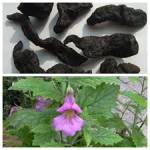 Bài thuốc trị rối loạn Tiền Mãn kinh