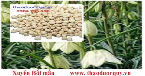 Xuyên bối mẫu