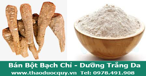 bột bạch chỉ nguyên chất