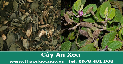 C&acirc;y An Xoa