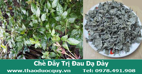 ch&egrave; d&acirc;y sapa trị đau dạ d&agrave;y