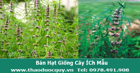 &iacute;ch mẫu